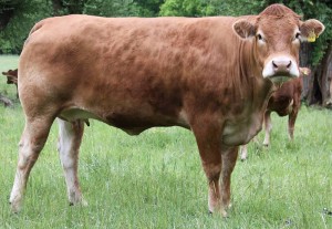 Maurice Pp x Workel P geb. 2011 genetisch hornlos